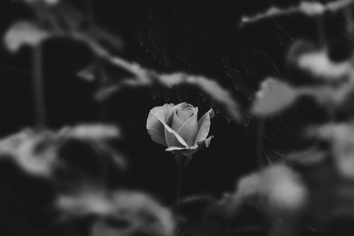 January 5: Abiding in Christ gives us a Quiet Heart