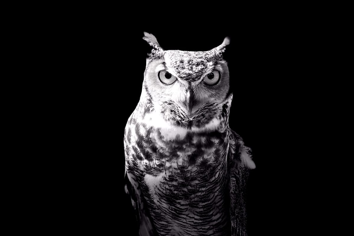 February 4: Who is Wise?