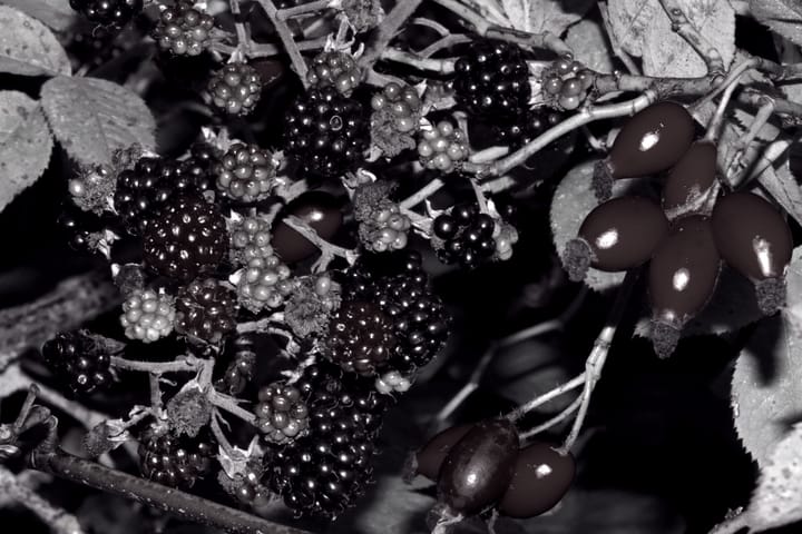 January 4: Those Who Abide Bear Much Fruit