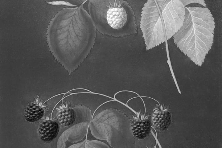 January 13: Bear Fruit with Patient Endurance